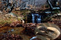 Διήμερη εκδρομή-ημερίδα-ποδηλατοβόλτα στο Δάσος της Δαδιάς από τον ΡΗΣΟ