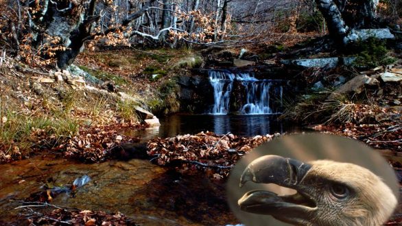 Διήμερη εκδρομή-ημερίδα-ποδηλατοβόλτα στο Δάσος της Δαδιάς από τον ΡΗΣΟ