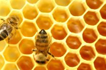 Εκλογές στον Μελισσοκομικό Σύλλογο Κεντρικού Έβρου