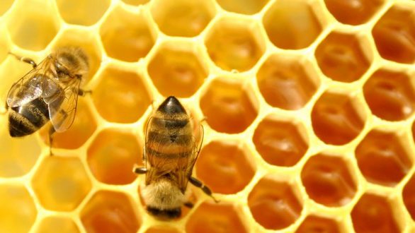 Εκλογές στον Μελισσοκομικό Σύλλογο Κεντρικού Έβρου