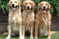 Σάπες:Αποκεφάλισαν κουτάβια και τα πέταξαν στο δρόμο