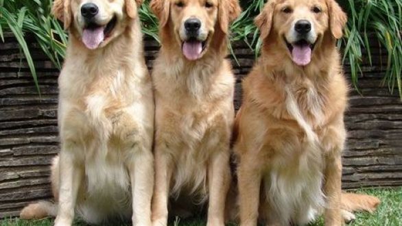 Σάπες:Αποκεφάλισαν κουτάβια και τα πέταξαν στο δρόμο