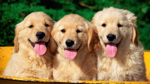 Και τα σκυλιά ζηλεύουν!