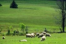 Βαγγέλης Αποστόλου: “Θα ζητήσουμε παράταση για τα διαχειριστικά σχέδια βόσκησης”