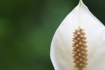 Τα φυτά που “καθαρίζουν” το σπίτι σας