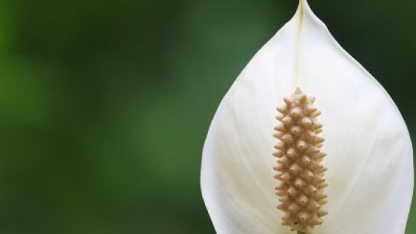 Τα φυτά που “καθαρίζουν” το σπίτι σας