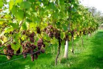 Δηλώσεις συγκομιδής αμπελουργικών προϊόντων