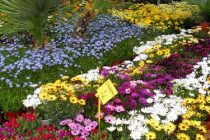 Ανθοκομική Έκθεση Ορεστιάδας