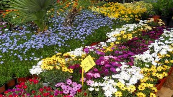 Κάλεσμα της ΔΗΚΕΠΑΟ για συμμετοχή στην Ανθοκομική Έκθεση Ορεστιάδας