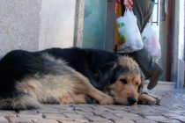 Παγκόσμια Ημέρα Αδέσποτων Ζώων