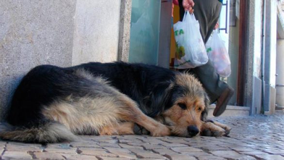 Παγκόσμια Ημέρα Αδέσποτων Ζώων