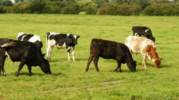 Οδηγίες και μέτρα εφαρμογής από την Περιφέρεια για την Οζώδη δερματίτιδα βοοειδών