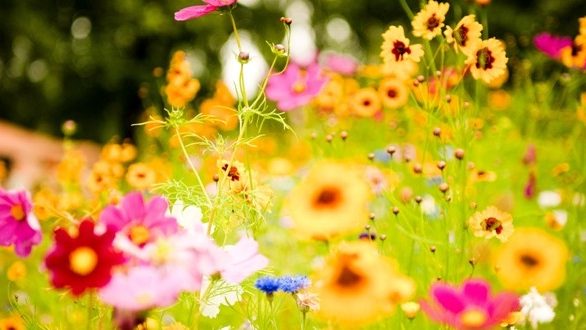 Πρωτομαγιά