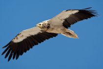 Δράσεις για την προστασία του Ασπροπάρη σε Έβρο και Ροδόπη