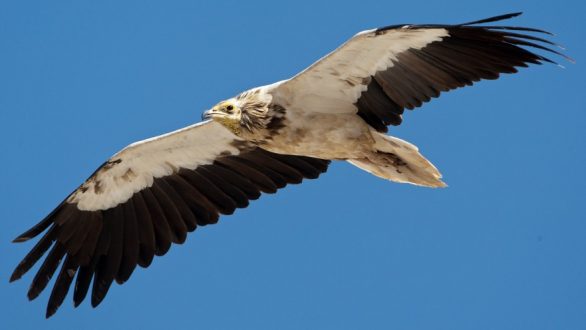 Δράσεις για την προστασία του Ασπροπάρη σε Έβρο και Ροδόπη