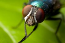 Πώς θα κρατήσετε τις μύγες μακρυά από το σπίτι