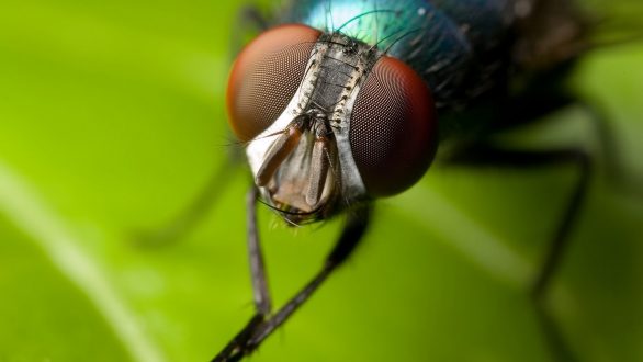 Πώς θα κρατήσετε τις μύγες μακρυά από το σπίτι