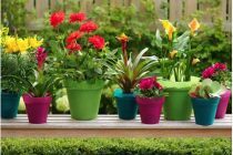 Πώς να φυτέψεις σε άλλο γλαστράκι το φυτό σου!