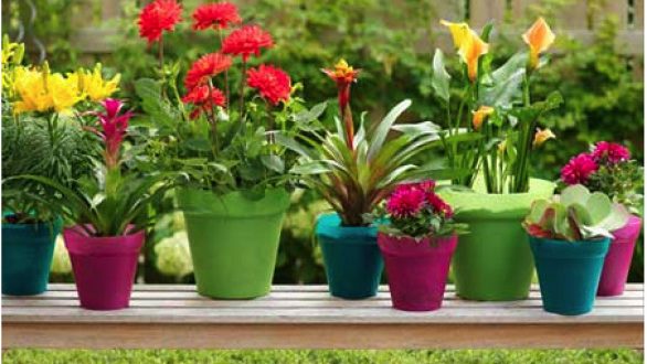 Πώς να φυτέψεις σε άλλο γλαστράκι το φυτό σου!