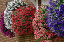 Πως να φτιάξετε μια κρεμαστή γλάστρα γεμάτη πολύχρωμα λουλούδια