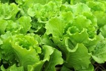 Πως να επαναφέρετε τα μαραμένα λαχανικά στην αρχική τους μορφή