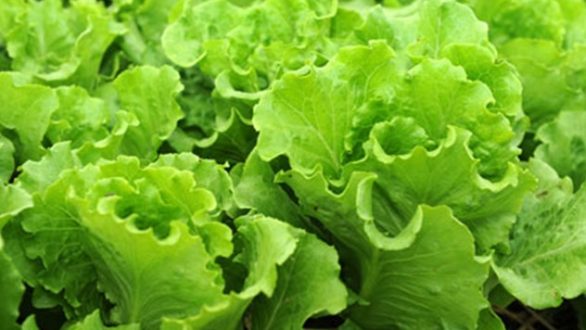 Πως να επαναφέρετε τα μαραμένα λαχανικά στην αρχική τους μορφή