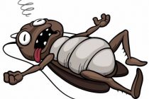 Πώς να απαλλαγείτε από τις κατσαρίδες