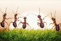 Πώς θα διώξετε τα μυρμήγκια