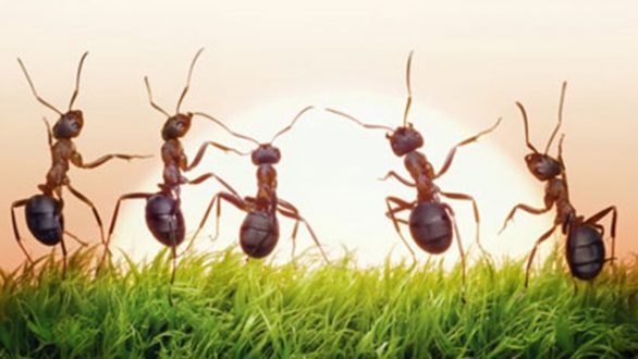 Πώς θα διώξετε τα μυρμήγκια