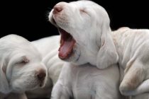 Κατοικίδια και παιδιά: Ποιο ζωάκι να επιλέξω