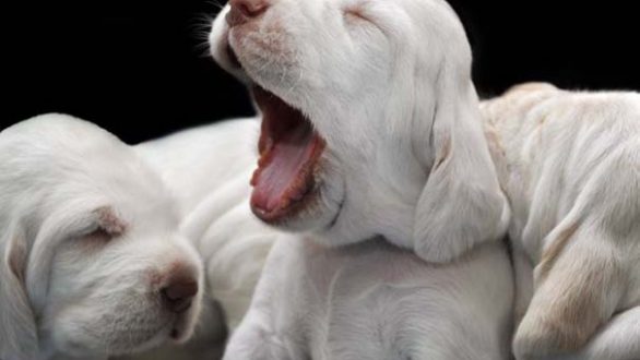 Κατοικίδια και παιδιά: Ποιο ζωάκι να επιλέξω