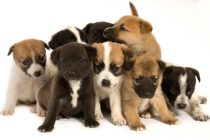 99.000 ευρώ και 24 μήνες φυλακή στο 46χρονο που πέταξε κουτάβια στη λίμνη Τυχερού