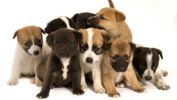 99.000 ευρώ και 24 μήνες φυλακή στο 46χρονο που πέταξε κουτάβια στη λίμνη Τυχερού