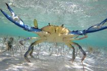 Πλημμύρισε μπλε καβούρια το Β. Αιγαίο