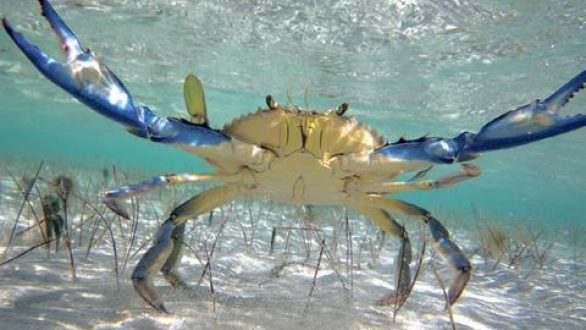 Πλημμύρισε μπλε καβούρια το Β. Αιγαίο