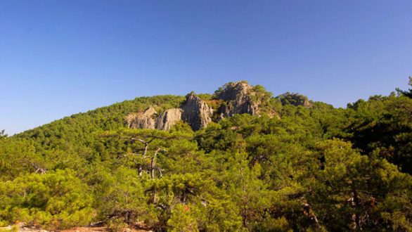 Έκκληση από τον Περιφερειάρχη για την προστασία των δασών μας