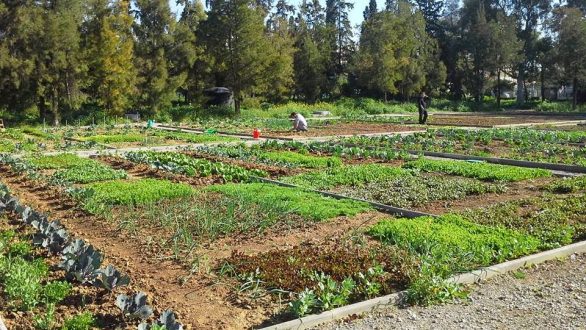 Δημοτικός Λαχανόκηπος και στο Δήμο Ορεστιάδας