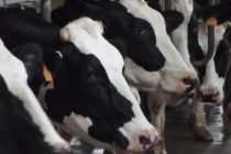 Πιθανά κρούσματα οζώδους δερματίτιδας σε βοοειδή στο Δέλτα του Έβρου