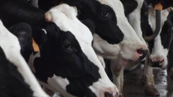 Πιθανά κρούσματα οζώδους δερματίτιδας σε βοοειδή στο Δέλτα του Έβρου