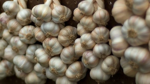 Μειωμένη έως και 40% φέτος η καλλιέργεια σκόρδου στον Έβρο