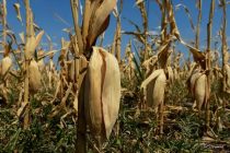 Ο Ιούλιος ο θερμότερος μήνας που έχει καταγραφεί ποτέ παγκοσμίως