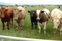 Η Διεύθυνση Κτηνιατρικής της Περιφέρειας για την Οζώδη Δερματίτιδα