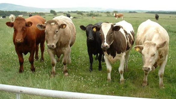 Κοινό μέτωπο Ελλάδας – Τουρκίας – Βουλγαρίας για την αντιμετώπιση της οζώδους δερματίτιδας ζητά ο Αποστόλου