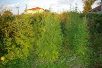 Σύλληψη 2 ατόμων για καλλιέργεια και κατοχή κάνναβης στην Καβύλη