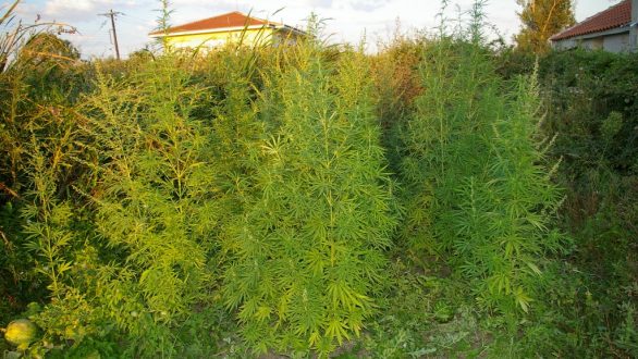 Σύλληψη 2 ατόμων για καλλιέργεια και κατοχή κάνναβης στην Καβύλη