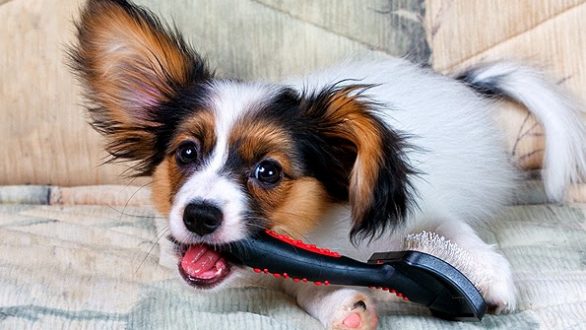 Πως μπορώ να απαλλαγώ από τις τρίχες του σκύλου