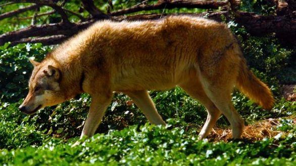 Αυξημένες επιθέσεις λύκων σε κυνηγόσκυλα στον Έβρο καταγγέλουν οι κυνηγοί