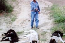 Επτά αλεπούδες και έξι τσομπανόσκυλα νεκρά από δολώματα κυανίου