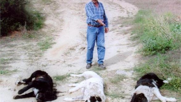 Επτά αλεπούδες και έξι τσομπανόσκυλα νεκρά από δολώματα κυανίου