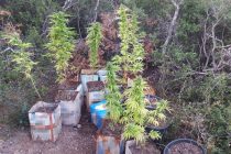 Σύλληψη 64χρονου καλλιεργητή κάνναβης στην Αλεξανδρούπολη